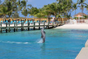 Dolphin, Blue Lagoon Island